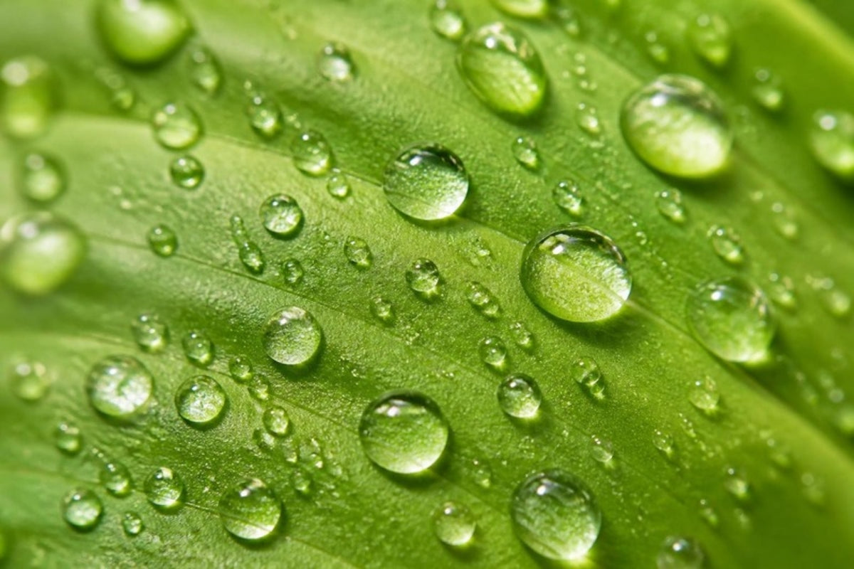 Macro close-up of water beading on a healthy green leaf, showing an intact protective surface